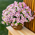 Artificial Flowers for Outdoors, 16 Bundles Faux Boxwood Greenery, No Fade Plastic Shrubs for Home Garden Decor (Pink)