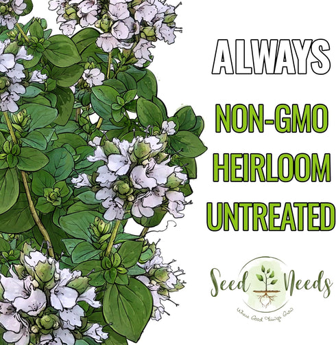 (1 Pack) Seed Needs Sweet Marjoram Seeds for Planting - Heirloom, Non-GMO & Untreated - Perennial Culinary & Medicinal