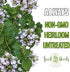 (1 Pack) Seed Needs Sweet Marjoram Seeds for Planting - Heirloom, Non-GMO & Untreated - Perennial Culinary & Medicinal