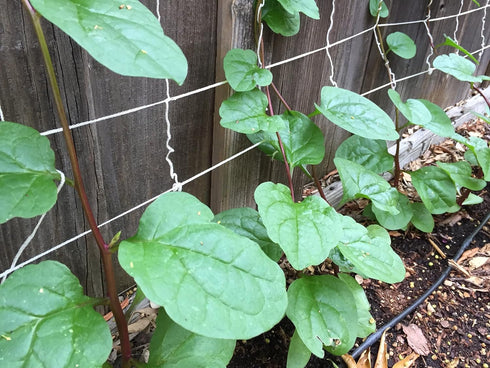 Stemmed 93% Gaea's Blessing Seeds - Red Malabar Spinach Seeds - Non-GMO Seeds with Easy to Follow Planting Instructions