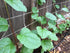 Stemmed 93% Gaea's Blessing Seeds - Red Malabar Spinach Seeds - Non-GMO Seeds with Easy to Follow Planting Instructions