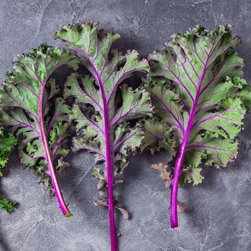 (1 Pack) Seed Needs Kale Seeds for Planting Red Russian Kale Vegetables - Non-GMO Heirloom & Untreated Vegetable Seed