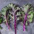(1 Pack) Seed Needs Kale Seeds for Planting Red Russian Kale Vegetables - Non-GMO Heirloom & Untreated Vegetable Seed