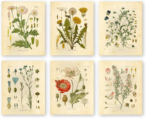 Ink Inc. Botanical Prints Wildflower Prints - Set of 6-8x10 - Unframed