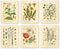 Ink Inc. Botanical Prints Wildflower Prints - Set of 6-8x10 - Unframed