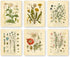 Ink Inc. Botanical Prints Wildflower Prints - Set of 6-8x10 - Unframed