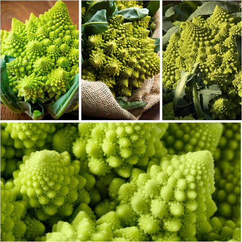 (2 Packs) Seed Needs Cauliflower Seeds for Planting Romanesco Broccoli/Cauliflowers - Non-GMO Heirloom & Untreated