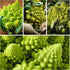 (2 Packs) Seed Needs Cauliflower Seeds for Planting Romanesco Broccoli/Cauliflowers - Non-GMO Heirloom & Untreated