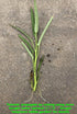 HipGirl 45ct+ Bean Seeds for Planting Vegetables and Fruits. Pole Beans,Bush Beans,Romano Beans.Non GMO Garden Seeds