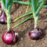 The Old Farmer's Almanac (1 Packet 1 250 Red Creole Onion Seeds - Heirloom, Non-GMO, Premium Quality, Open Pollinated