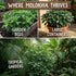 The Lucky Stars 3000+ USA Premium Egyptian Spinach Seeds (Molokhia), Non-GMO Seeds, Fast-Growing, Low Maintainance