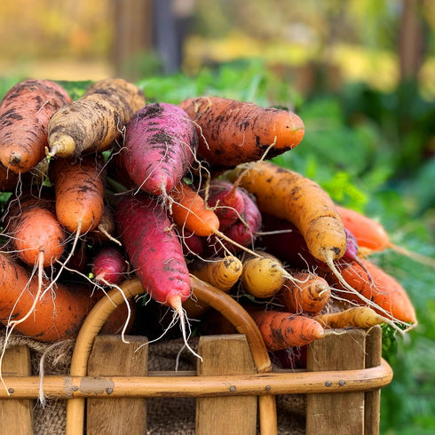 Purely Organic Products LLC 500 Organic Carrot Seeds (Rainbow Blend) - Approx Seeds - USDA Organic, Non-GMO, Open