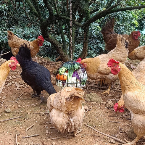 PAMGFCE 7.4 Inch Accessories.1 Hanging Chicken Feeder, Metal Large Chicken Ball Cage,Hen Food Rack, Chicken Feeding
