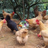 PAMGFCE 7.4 Inch Accessories.1 Hanging Chicken Feeder, Metal Large Chicken Ball Cage,Hen Food Rack, Chicken Feeding