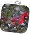3D Rose Northern Cardinal Male in Holly Tree Pot Holder, 8 x 8