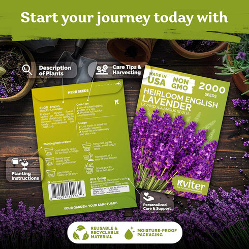 2000 KVITER English Lavender Seeds for Planting Outdoor & Indoor (Lavandula angustifolia) True Lavender Flowers