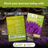 2000 KVITER English Lavender Seeds for Planting Outdoor & Indoor (Lavandula angustifolia) True Lavender Flowers