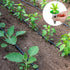 240 Vesici Pieces Hydroponic Pod Kit Including Grow Baskets Grow Sponges and Domes Pod Labels Hydroponics Growing Kit