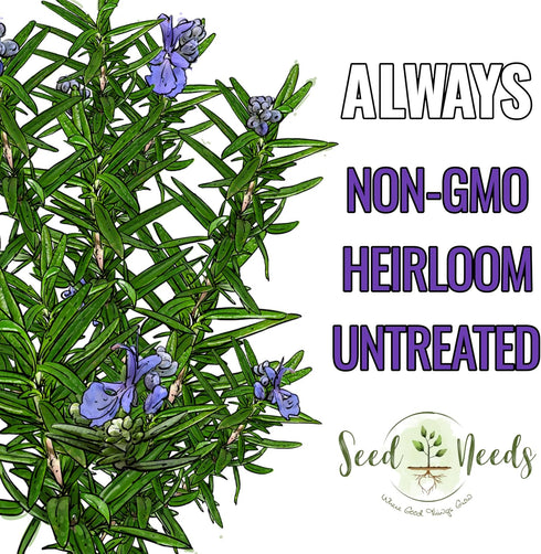 (1 Pack) Seed Needs Rosemary Seeds for Planting - Non-GMO Heirloom & Untreated Perennial Herbs to Plant a Medicinal
