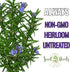 (1 Pack) Seed Needs Rosemary Seeds for Planting - Non-GMO Heirloom & Untreated Perennial Herbs to Plant a Medicinal