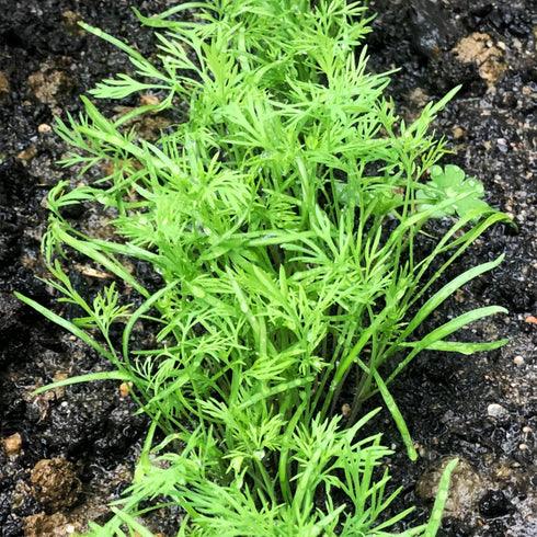 (1 Pack) Seed Needs Dill Seeds for Planting Bouquet Herbs - Non-GMO Heirloom & Untreated Herb Seed to Plant a Home