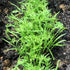 (1 Pack) Seed Needs Dill Seeds for Planting Bouquet Herbs - Non-GMO Heirloom & Untreated Herb Seed to Plant a Home