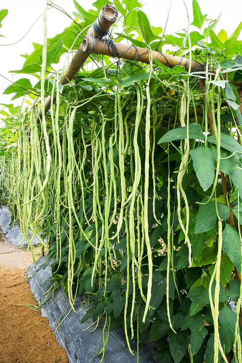 85+ Yard Long Bean Seeds Seeds, Asian Heirloom Yard Long Beans Seeds, Asparagus Beans Seeds, Phaseolus Vulgaris, Non