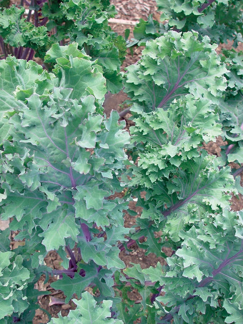 345 Burpee Red Winter Kale Seeds seeds