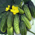 NIKA SEEDS 45 20 Seeds Vegetable Cucumber Titus Heirloom for Pickling Days - Seeds