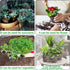 Winemana 4 Inch Seed Starter Tray, 60 Packs for Vegetable, Herb, Lettuce Seeds, Indoor Planting Pots