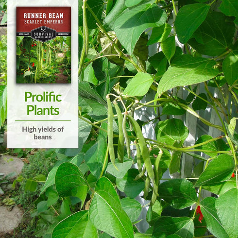 3 Packets Survival Garden Seeds Scarlet Emperor Runner Bean Seeds for Planting - with Instructions to Plant & Grow Red
