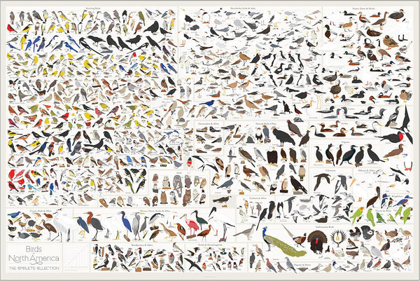 Pop Chart Birds of North America Large-Format Poster, 36" x 24", Illustrated Wall Decor for Nature Lovers