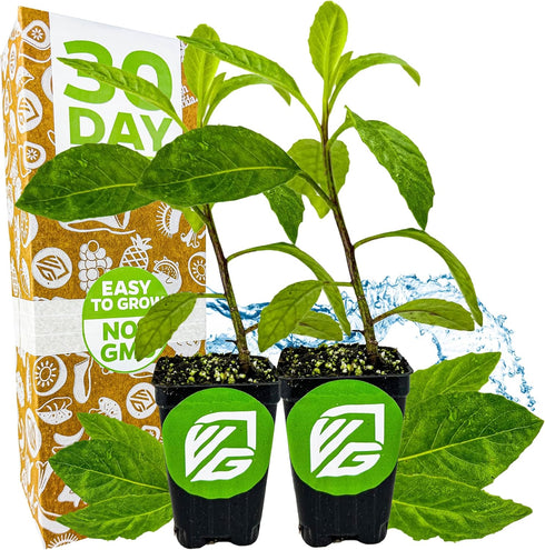 Longevity Spinach Live Plant - Gynura procumbens - Wellspring Gardens Nutrient-Rich Live