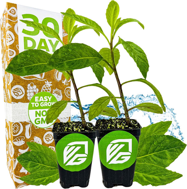Longevity Spinach Live Plant - Gynura procumbens - Wellspring Gardens Nutrient-Rich Live
