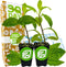 Longevity Spinach Live Plant - Gynura procumbens - Wellspring Gardens Nutrient-Rich Live
