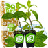 Longevity Spinach Live Plant - Gynura procumbens - Wellspring Gardens Nutrient-Rich Live