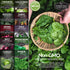 10 Pack Spring Vegetable Seed Collection for Planting | Cool Season Root Vegetables & Leafy Greens, Suitable for Fall