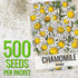 (1 Pack) Seed Needs Roman Chamomile Seeds for Planting - Non-GMO, Heirloom & Untreated - Grow a Home Grown Medicinal
