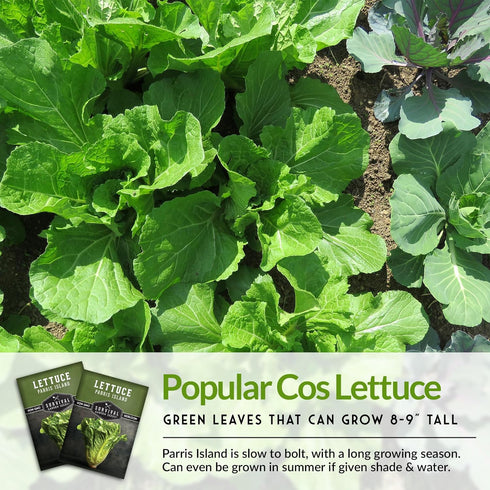 (1 Pack) Romaine Lettuce Seeds for Planting Parris Island Cos Heirloom Variety with Crisp, Tender Heads Heat Tolerant