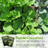 (1 Pack) Romaine Lettuce Seeds for Planting Parris Island Cos Heirloom Variety with Crisp, Tender Heads Heat Tolerant