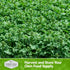 (2 Packs) San Marzano Raab Broccoli Rabe Seeds for Planting Italian Heirloom Rapini Variety, Fast-Growing Cool-Season