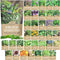 Organic Herb Seeds Variety Pack - 35 Individual Packs - 2026 Season