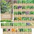 Organic Herb Seeds Variety Pack - 35 Individual Packs - 2026 Season