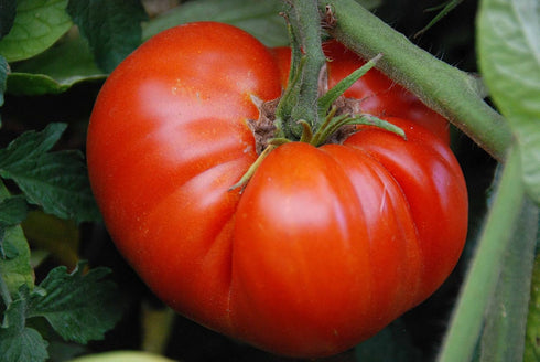 KIRA SEEDS Seeds Red Giant Beefsteak Tomato - Heirloom Vegetable - GMO Free