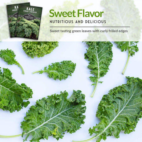 (2 Packs) Dwarf Siberian Kale Seeds for Planting Heirloom Baby Kale Cold Hardy, Heat Tolerant Variety for Spring