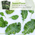 (2 Packs) Dwarf Siberian Kale Seeds for Planting Heirloom Baby Kale Cold Hardy, Heat Tolerant Variety for Spring
