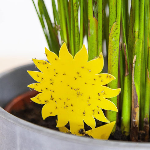 Yellow Sticky Traps for Gnats: 60x Indoor Sticky Fly Traps for House Plants, Fruit Fly Trap OwnGrown