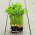 Heirloom Non-GMO Green Lentil Seeds - One Pound for Sprouting