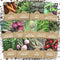 Organic Cool Weather Spring & Fall Seeds Variety Pack - 13 Individual