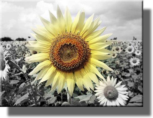 Big Sunflower on Farm Picture - Stretched Canvas, Wall Art Décor, Ready to Hang